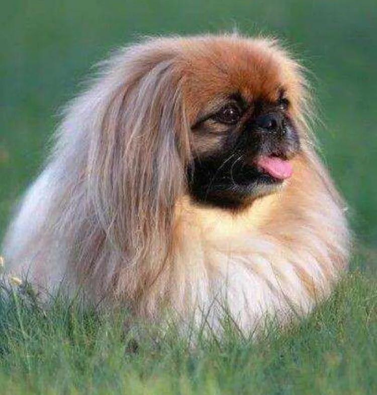 京巴犬为什么是土狗,京巴犬为什么现在没人养了