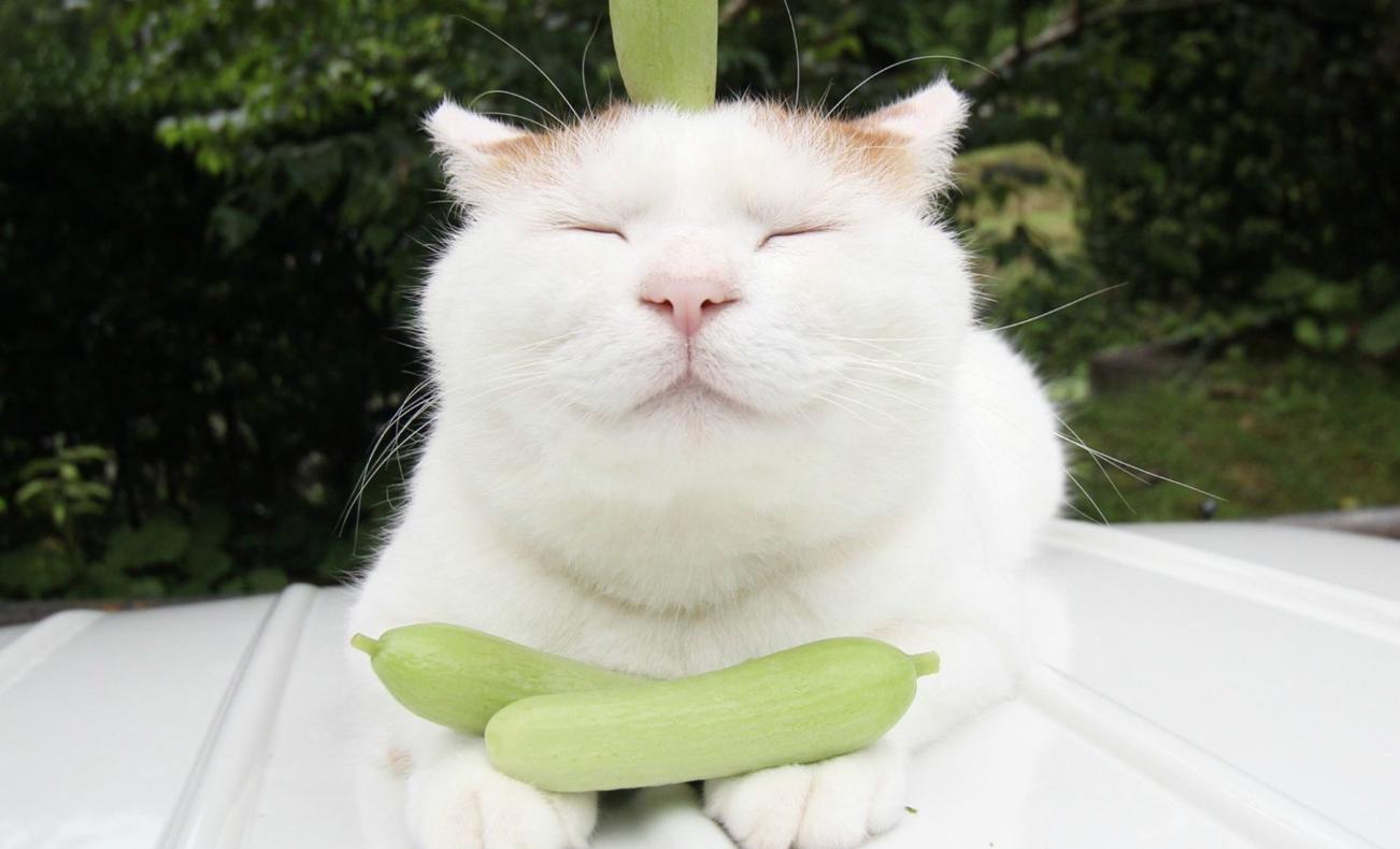 猫咪也有抑郁症吗,猫咪也有什么烦恼呢