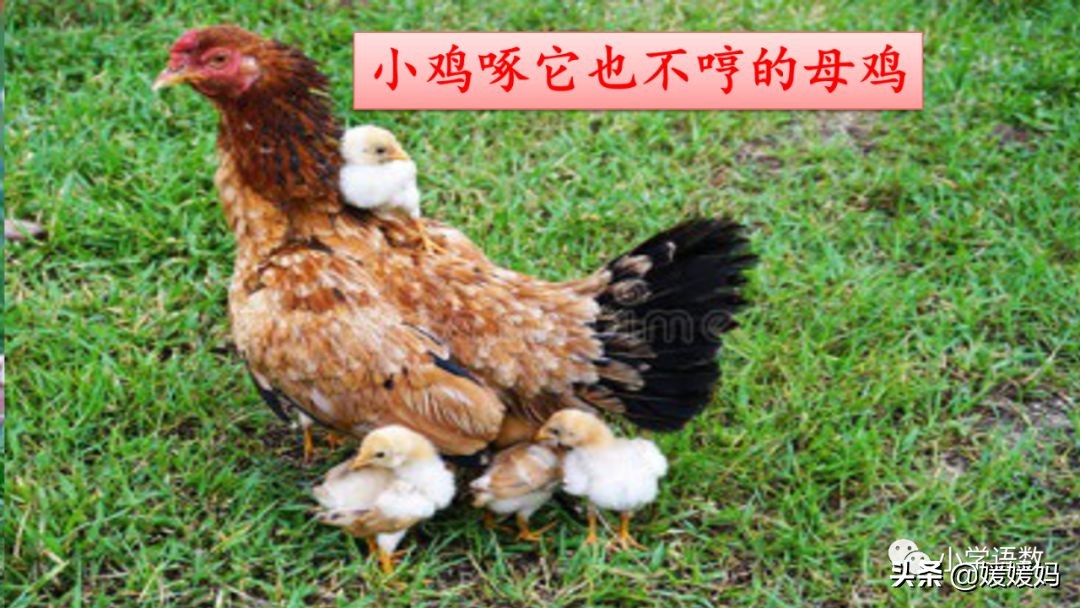 四年级下册第13课小练笔仿写母鸡,四年级下册14课母鸡的预习完整版