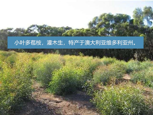 牛蛙气泡病最佳防治方法,虫见愁