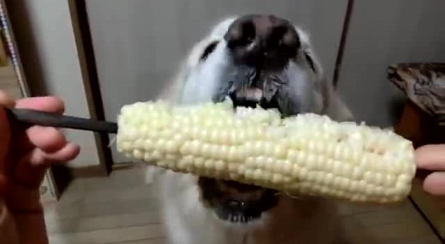 哈士奇缺点和优点,不喜欢梳毛的哈士奇