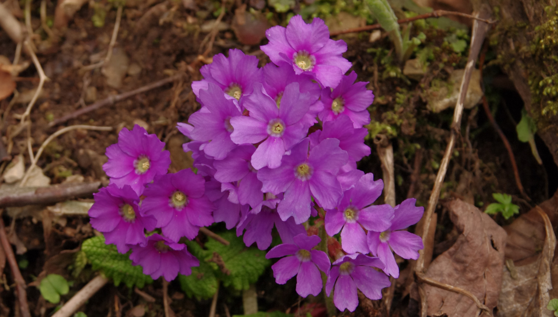 被子植物源自何方？它们有着怎样的特点。我们应该去哪里找寻