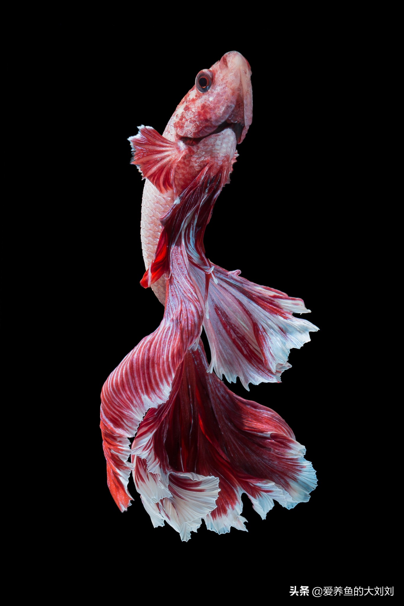 为什么泰国斗鱼一直养不出状态,泰国斗鱼的寿命能达到多少