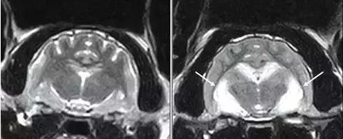 福懋宠物医院最新视频,宠物医院福懋