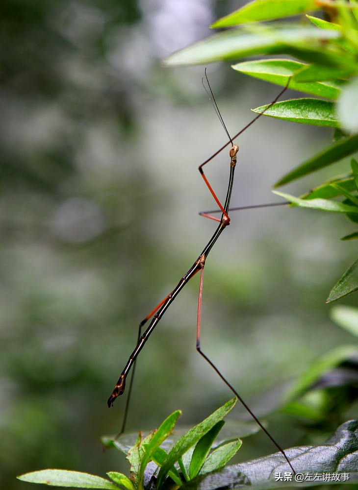 「新境探秘」华蓥山上有个无底洞