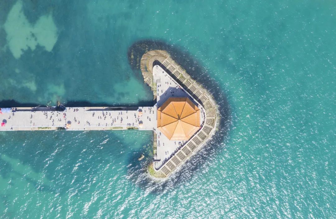 海滨老城泡桐花 (海滨老城紫色泡桐花)