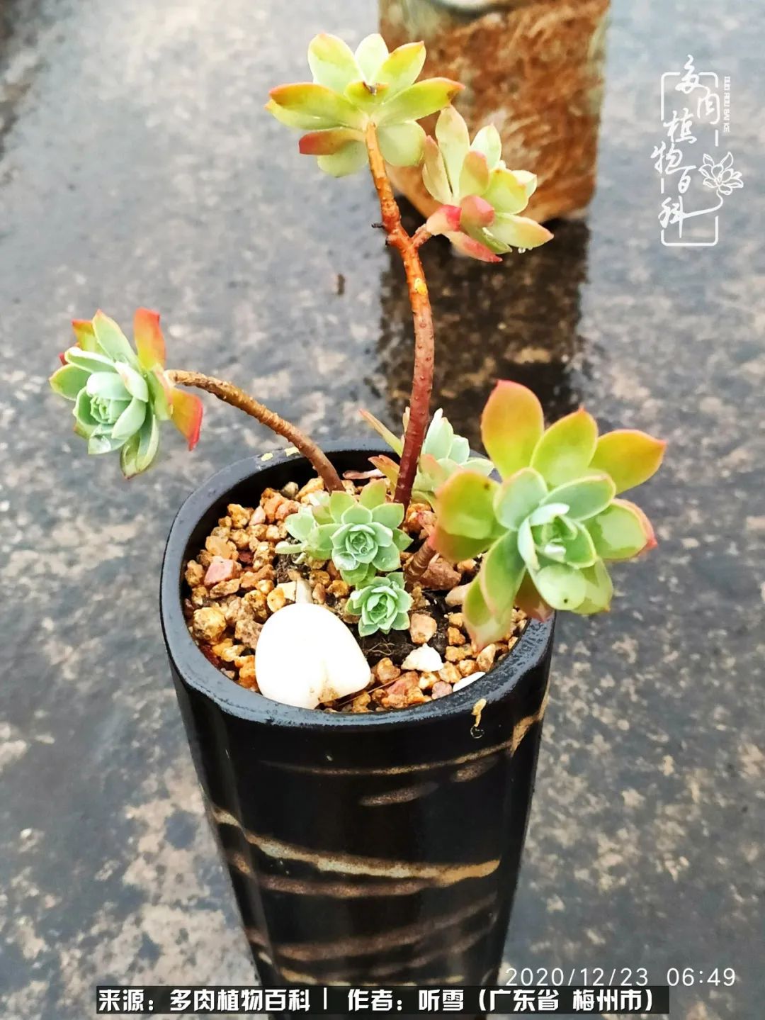 爱上多肉精致生活,爱上多肉我们的减压法宝