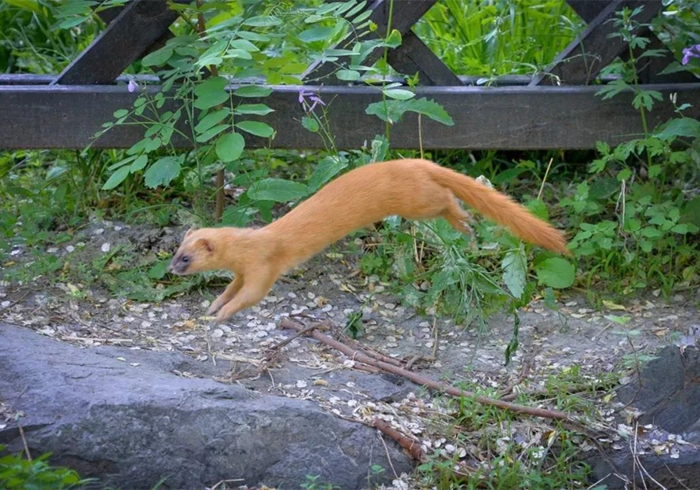 黄鼠狼老是偷鸡科学处理办法,黄鼠狼老是来偷鸡怎么回事