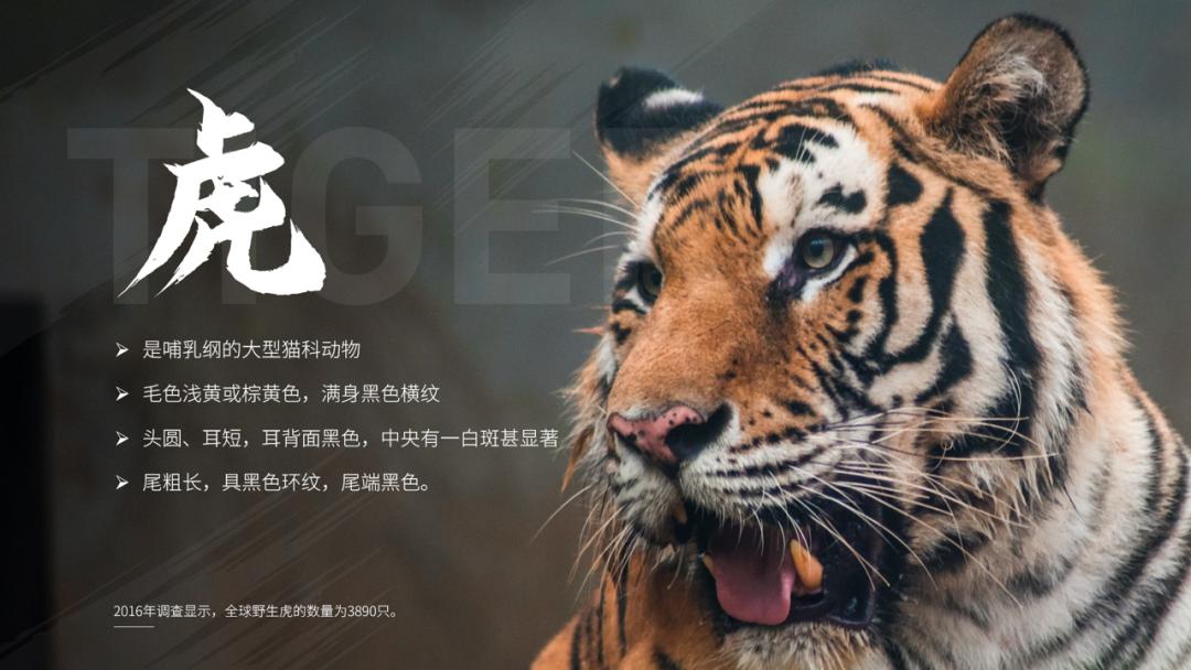 适合做ppt背景的高清大图教学,如何做一个漂亮的ppt背景