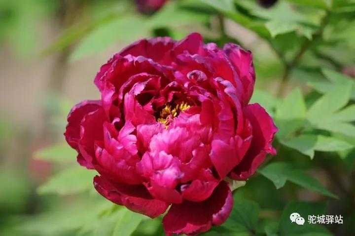 榆林牡丹园,榆林千年牡丹园