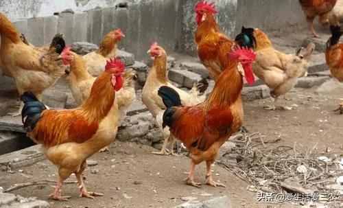 农村没技术适合干什么,没本钱没技术在农村怎么创业项目