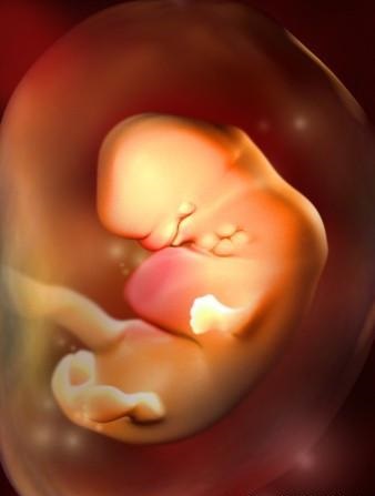 胎儿发育全过程标本,是否能看到胎儿的发育过程