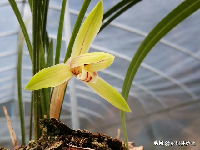 根系不好的兰花新上盆多久服盆,兰花上盆直接浇水还是服盆浇
