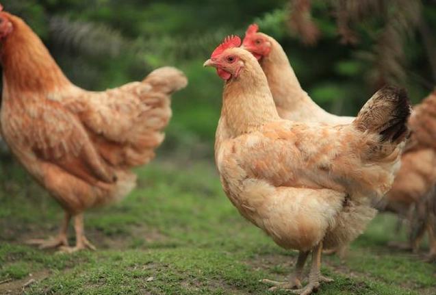 冬季养鸡注意事项,冬季养鸡的十大禁忌