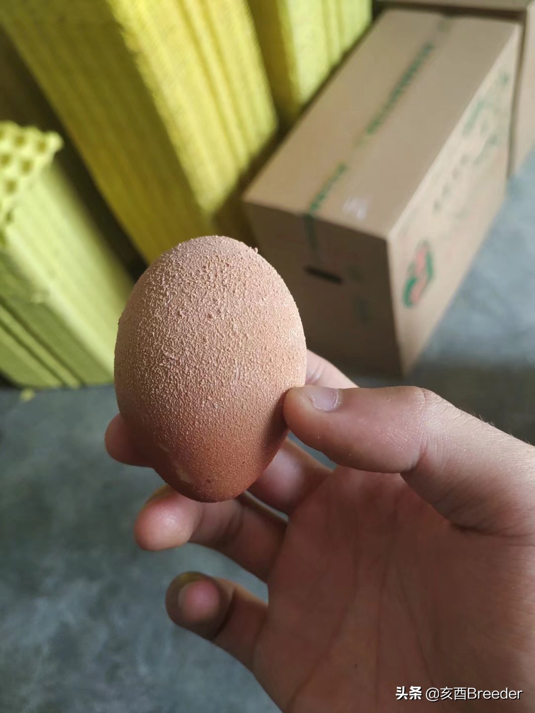 蛋鸡产蛋下降原因及补救措施,鸡产蛋综合症案例分析