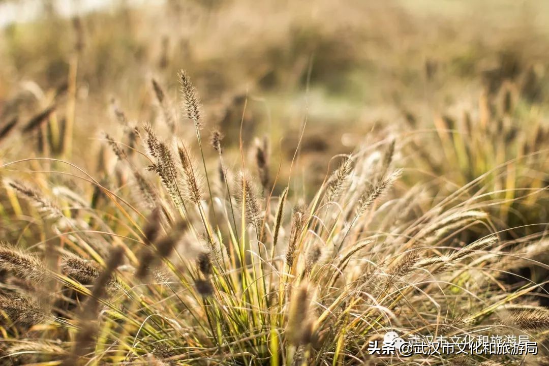 武汉江滩特大桥,武汉新建江滩