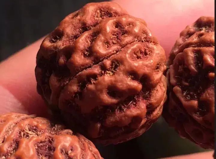 七瓣金刚菩提与落地红区别,金刚菩提红了但不透