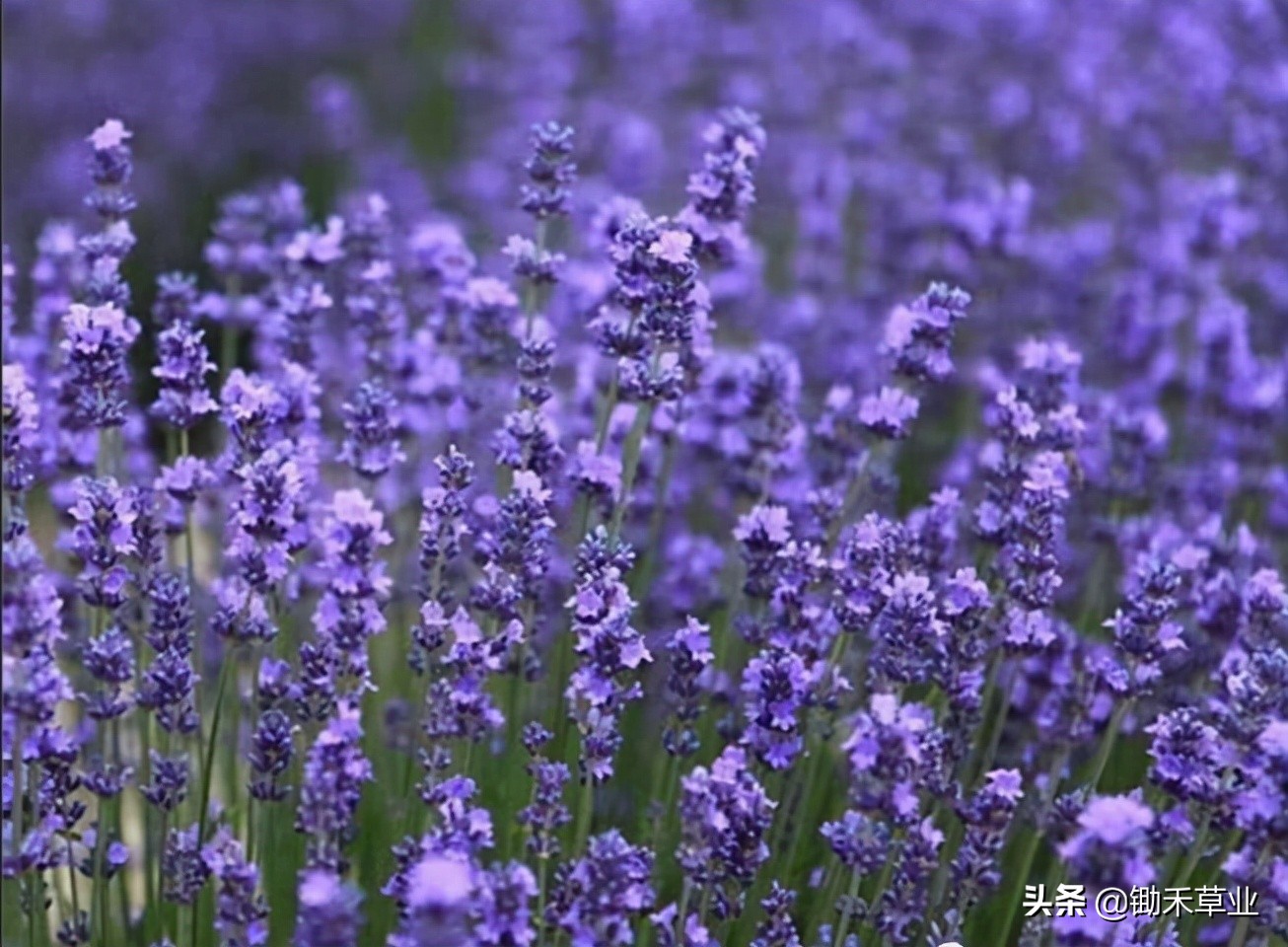 抹不去的记忆-狭叶薰衣草
