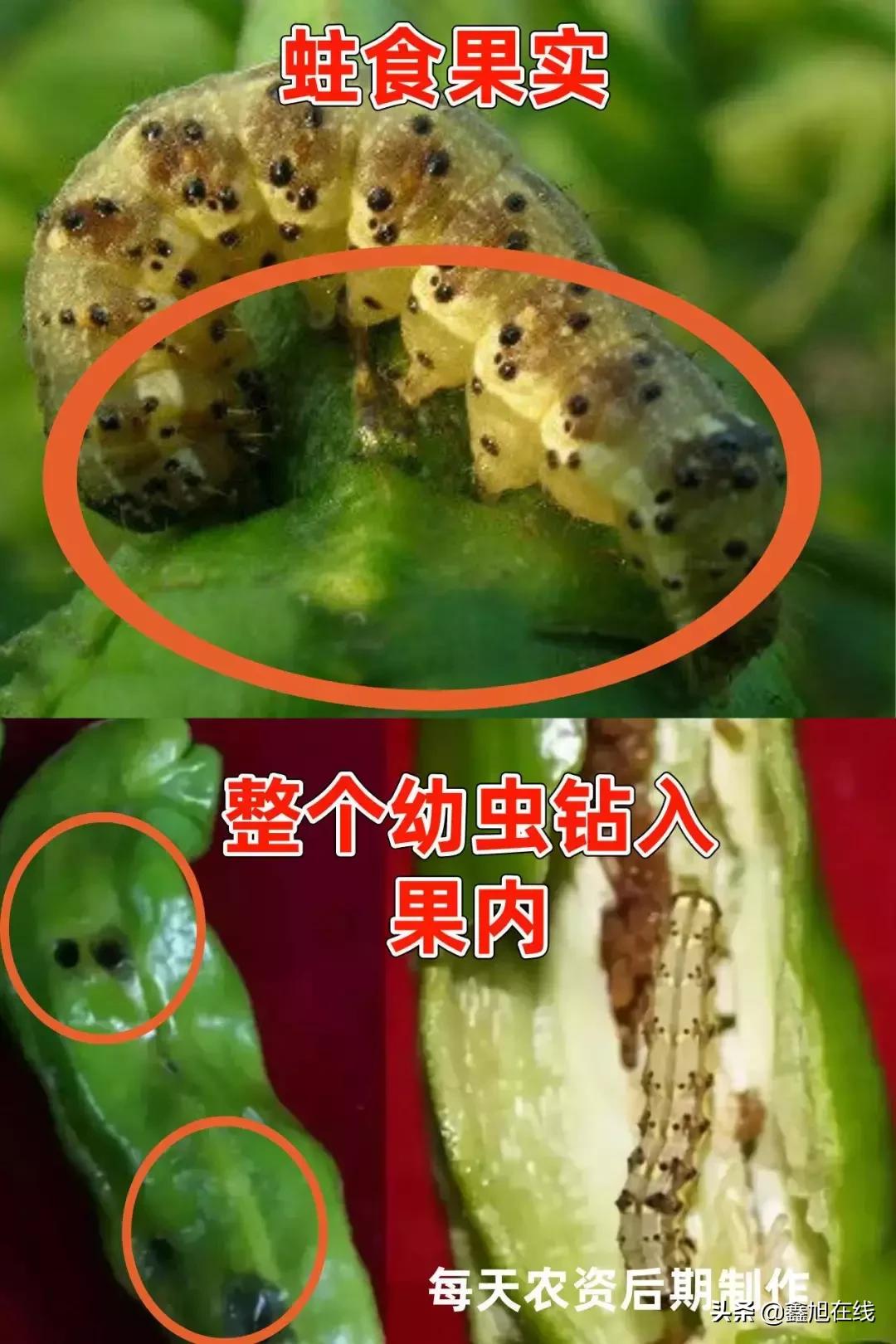 9大肉虫防治，赶紧认清
