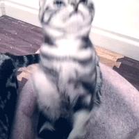 如何让猫咪知道铲屎官生气了,猫咪生气该怎么办