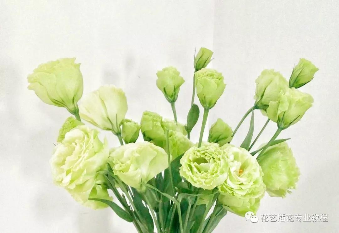 「花艺知识」50种常见花材的花语~（建议收藏）