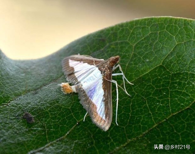 南瓜生长过程中怎么预防病虫害,南瓜枯黄落果