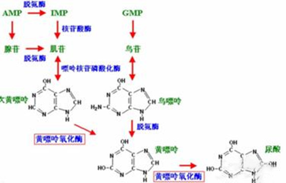吃什么药可以降尿酸,吃什么药可以降尿酸还不伤肝