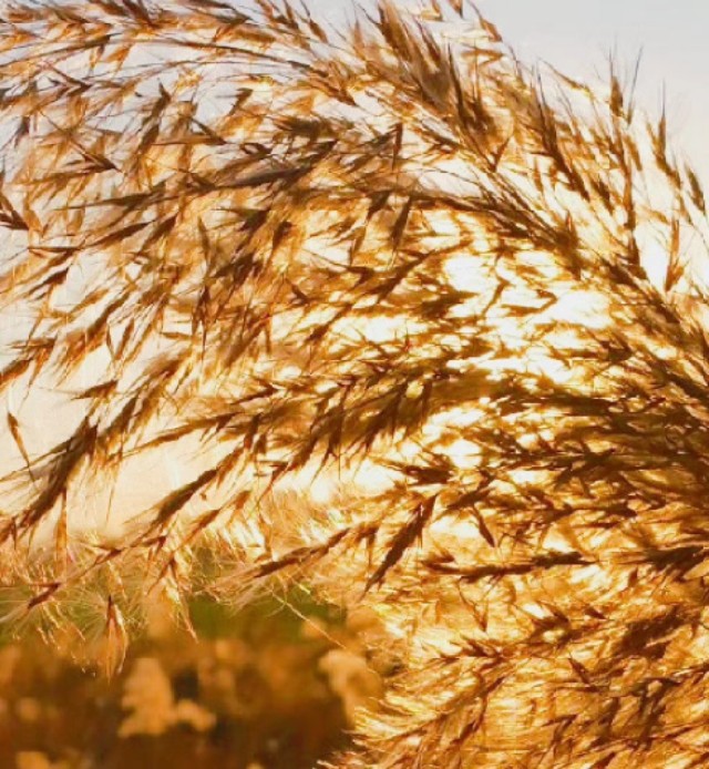 农村记忆散文,农村老水井散文