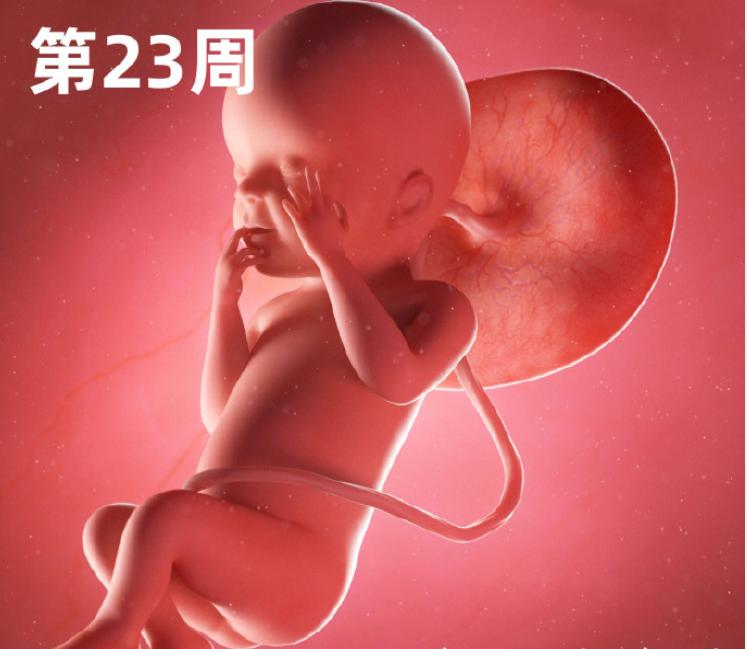 315人体胎盘,健康胎盘真的可以吃吗