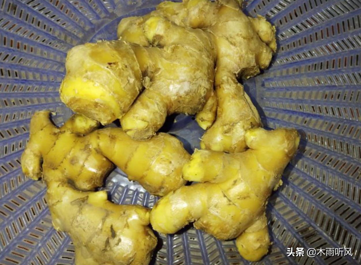 生姜种植方法与管理,怎样种植生姜产量好品质高