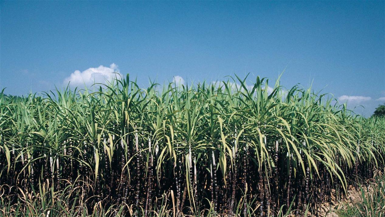 涓栫晫鍚嶉厭鍜屽▉澹繉瀵规瘮,涓栫晫鍗佸ぇ鍚嶉厭vs涓浗鍗佸ぇ鍚嶉厭