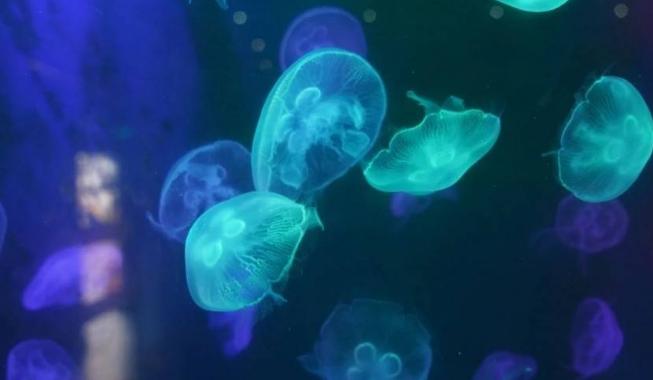 深圳小梅沙海洋世界特价,深圳小梅沙海洋世界团购票多少钱