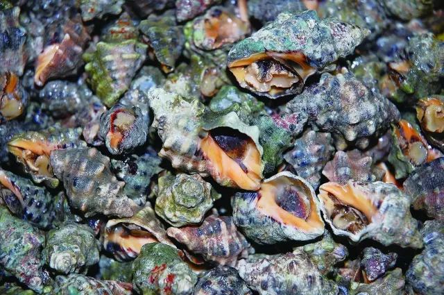 醴陵市海鲜收藏排行榜,海鲜礼盒收藏价格表图