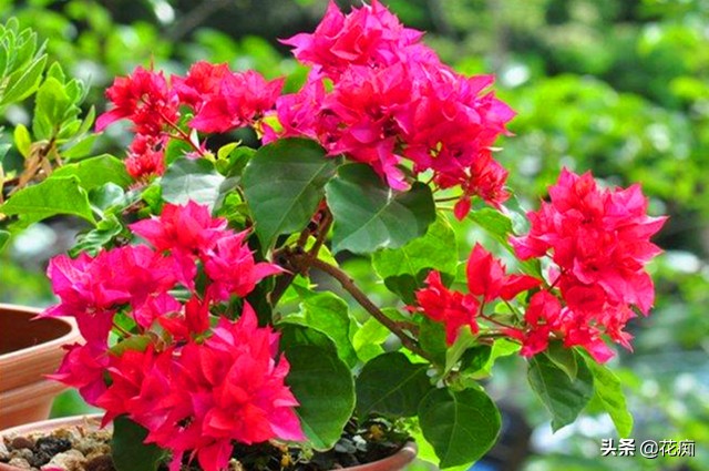 三角梅叶子长得好就是不怎么开花,为什么我种的三角梅只有春天开花