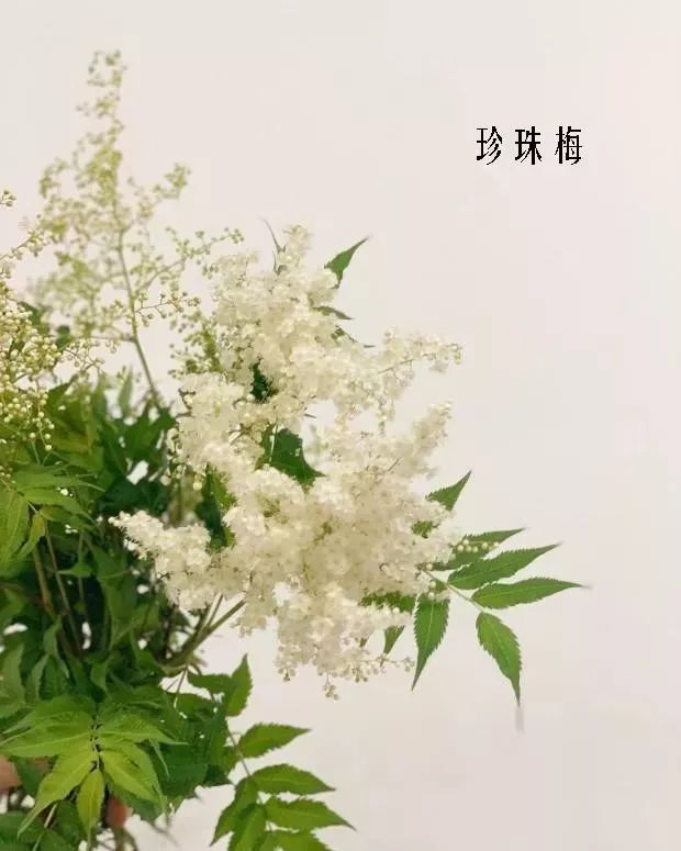 鲜花店常见花材品种大全,花店里同款的两种不同价格的花材