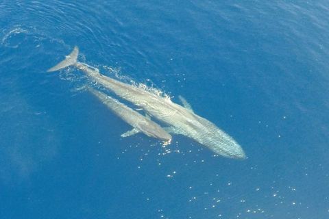 虎鲸捕杀地球上最大的蓝鲸,虎鲸天敌vs蓝鲸