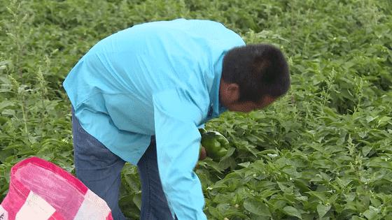 麻黄种植销售渠道有哪些,内蒙古麻黄套村