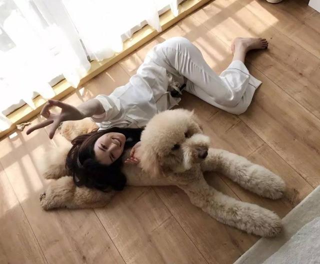 巨型贵宾犬好吗值得养吗,价格贵的大型犬