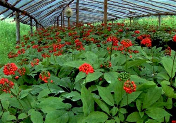 云南白药三七种植,云南三七与云南白药有什么区别