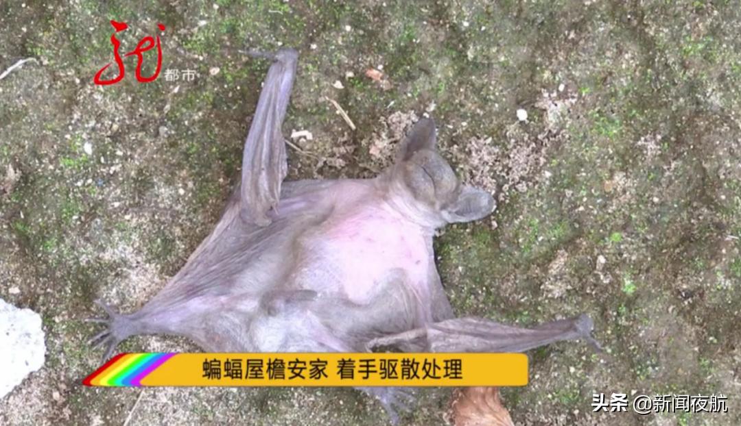 蝙蝠进入吓坏户主以为房子不干净,大量蝙蝠出现在房子