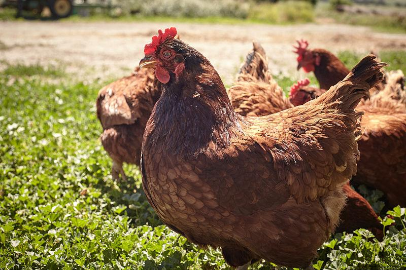 农药中毒的鸡该怎么治,养鸡中毒怎么解决