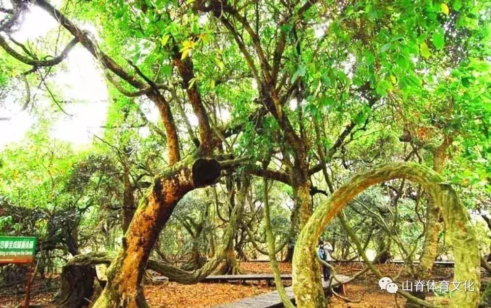 去长白山滑雪,去长白山还是去哈尔滨好