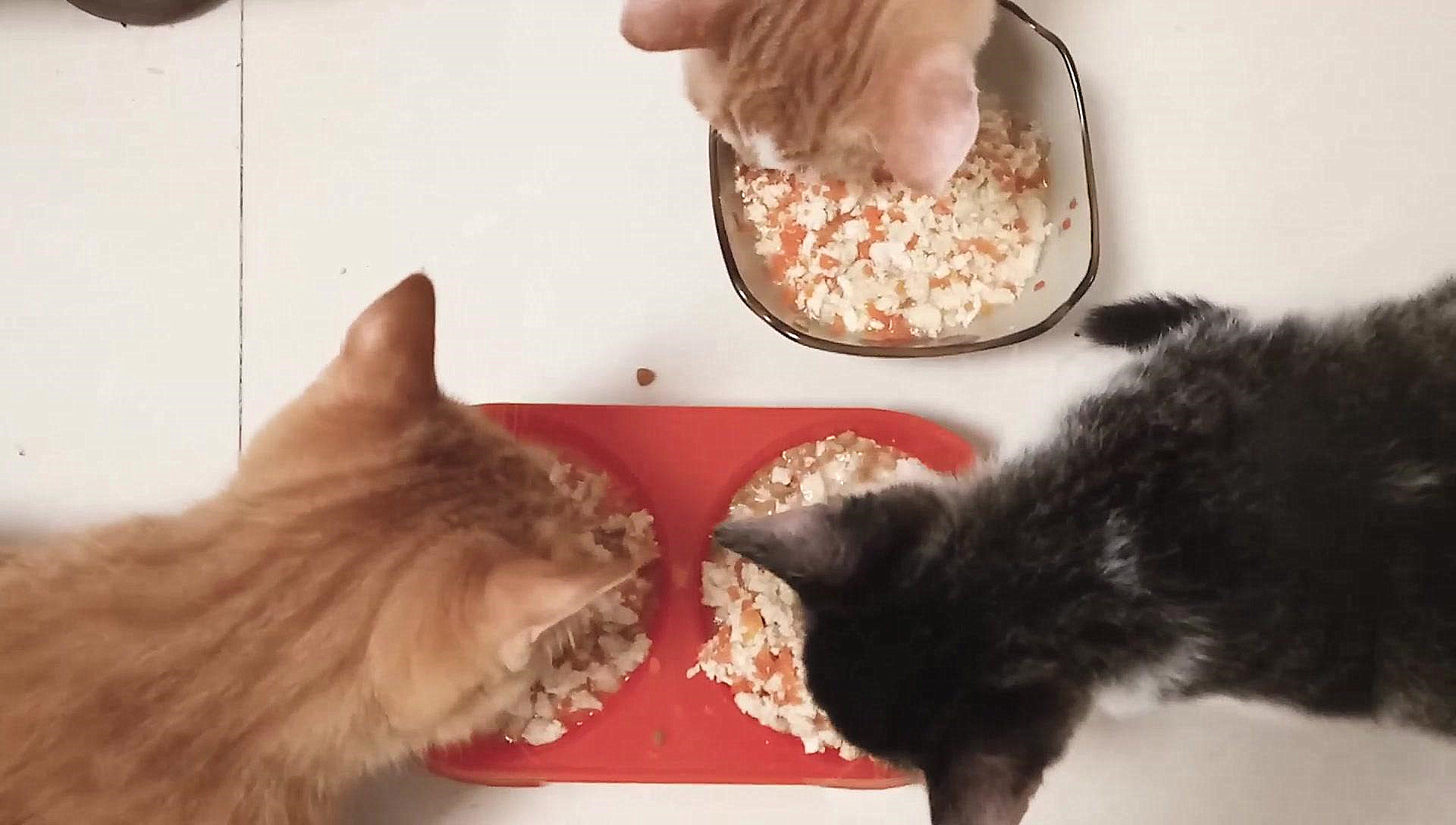 猫咪可以不吃猫粮吗只吃肉吗,猫咪不吃猫粮怎么办教你三招治疗