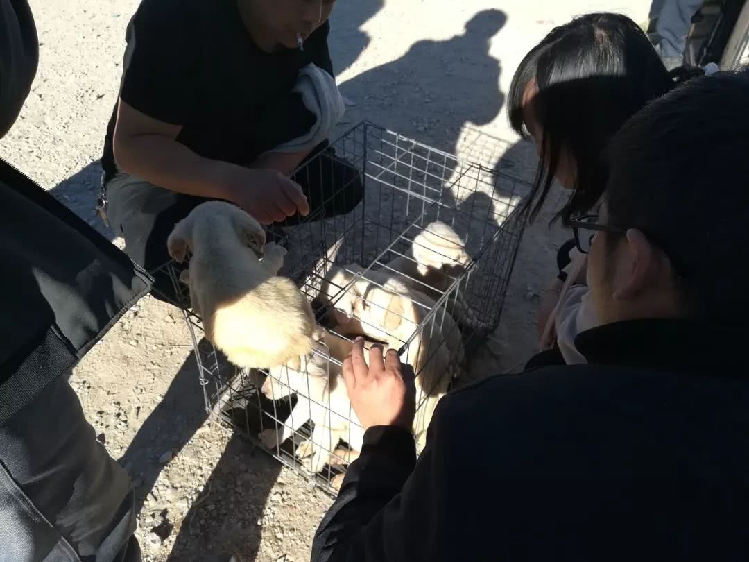 睢宁狗市拉布拉多幼犬多少钱一只,郑州狗市一只拉布拉多幼犬多少钱