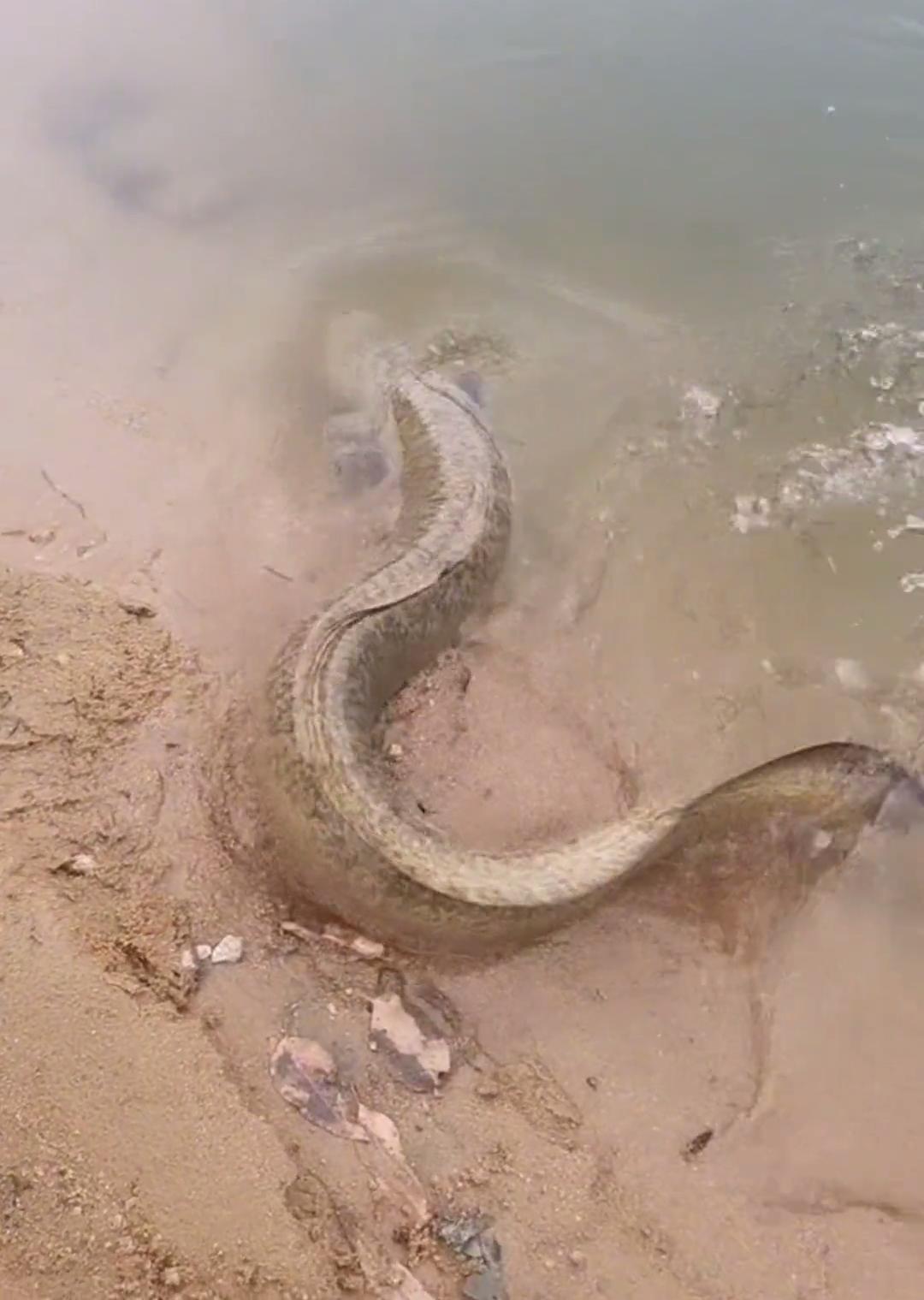 放生大量泥鳅,12斤泥鳅放生视频