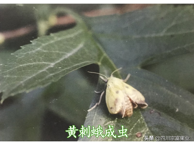 梨树上出现黄色层是什么病,梨树树干出现黄色层是什么病