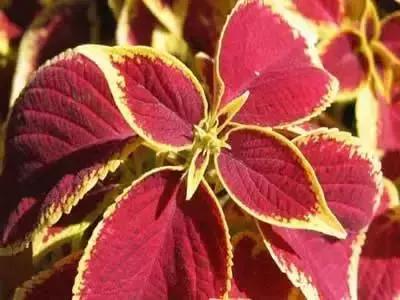 100种花的花语以及送花礼仪分享,100种花的名字和图片带花语