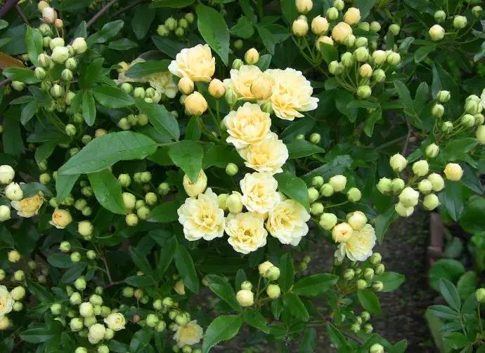 百花图谱大全100幅,工笔百花图谱100种