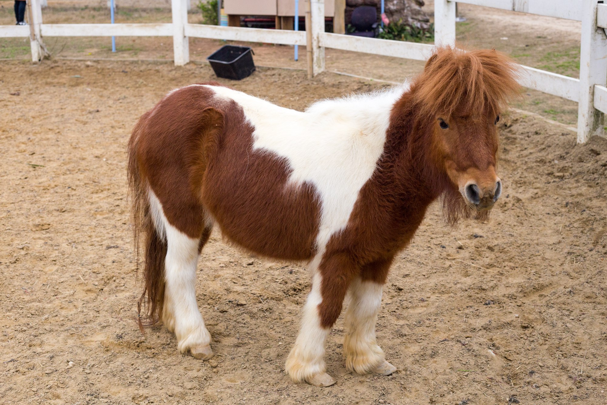今日春分,武汉这时候不仅有樱花,这里的花随风一吹人都酥了