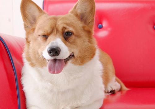 狗狗鼻子越来越粉怎么办,狗狗鼻子越来越黑是怎么回事